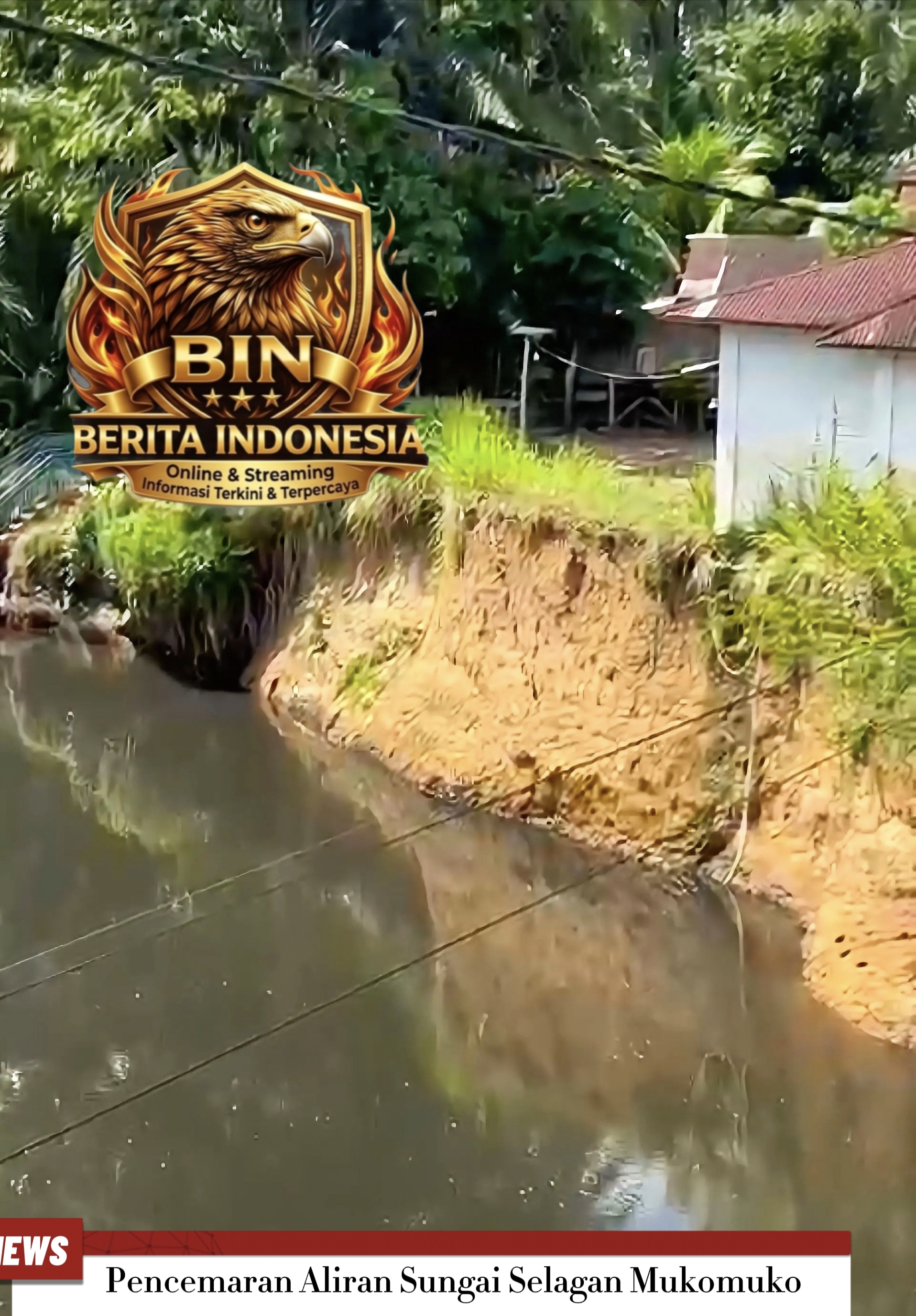 Diduga Akibat Limbah Pabrik, Aliran Sungai Selagan Mukomuko Tercemar dan Mengancam Ekosistem Dan Warga